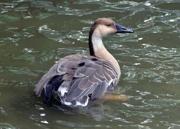 動物図鑑・サカツラガン